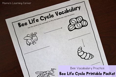 Bee Life Cycle Worksheets - Mamas Learning Corner