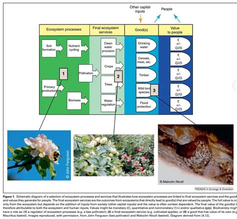 Is pollination really an ecosystem service? | Jeff Ollerton's ...
