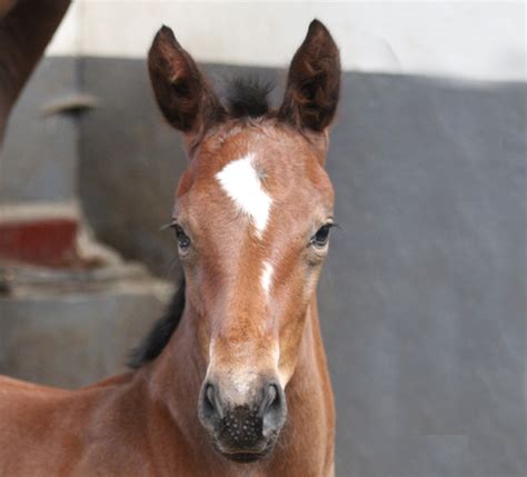 Le Haras Des Coudrettes Les Poulains De Lann E