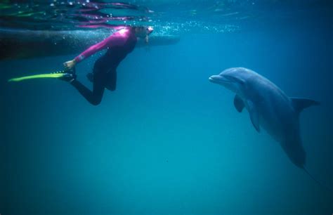 Panama City Beach Dolphins