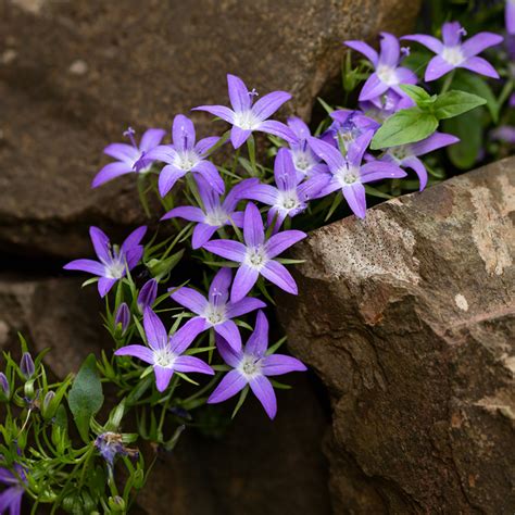 Campanula Poscharskyana Adansa Purple Campanule Des Murets Vivace