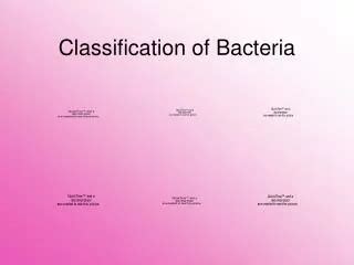 PPT Chapter 5 Classification Of Medically Important Bacteria