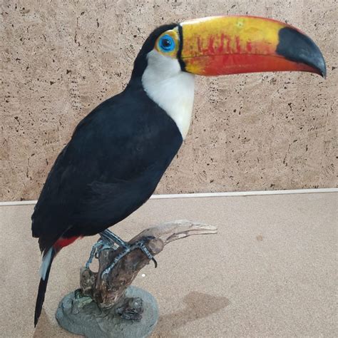 Riese Auch Toco Toucan Genannt Ramphastos Toco With Catawiki