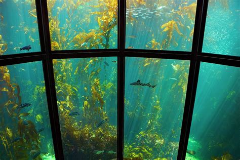 Monterey Kelp Forest Photograph By Brian Knott Photography