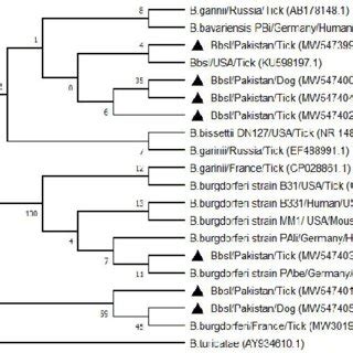 Phylogenetic Relationship Of The Borrelia Burgdorferi Sensu Lato S