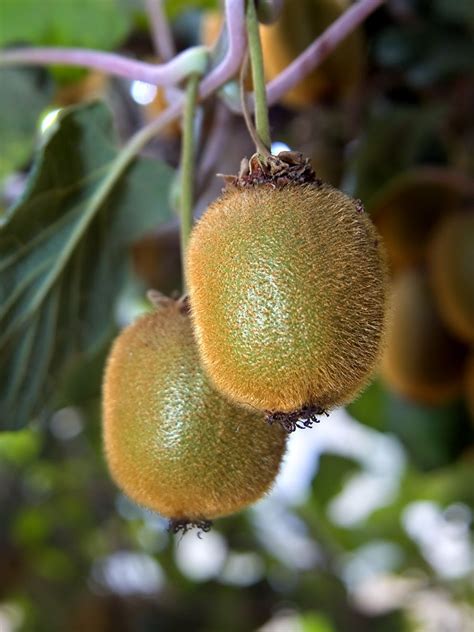 Hayward Kiwi Chinesische Stachelbeere Anspruchslos Weibliche Sorte