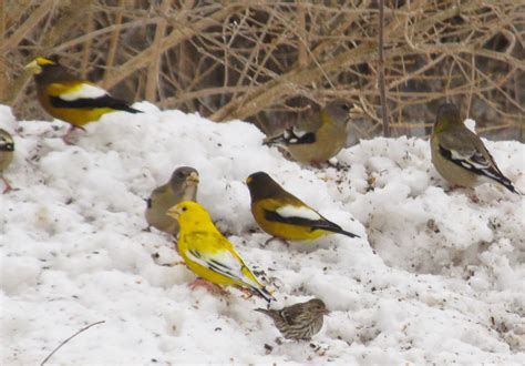 Northern Maine Birds Xanthochromic Evening Grosbeak In Northern Maine