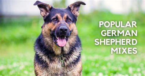 30 Popular German Shepherd Mixes (w/ Pictures) | Puplore