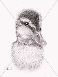 Mallard Duck Pencil Drawing At Paintingvalley Explore Collection