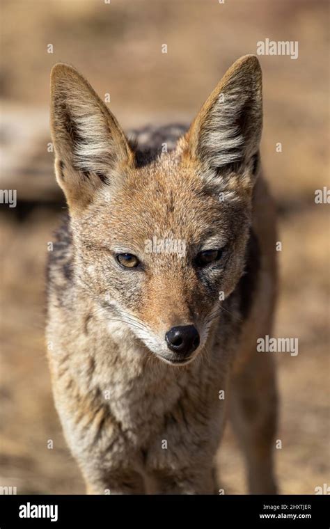 Black Backed Jackal Kruger National Park Stock Photo Alamy