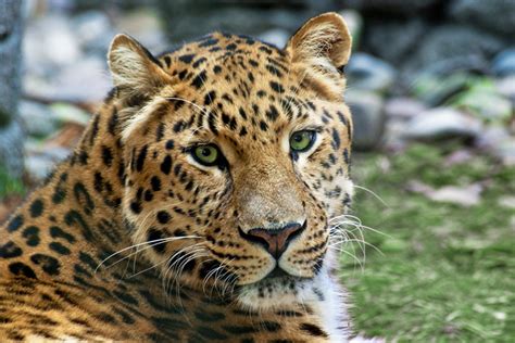 Amur Leopard This Is The Male Amur Leopard At The Central Flickr