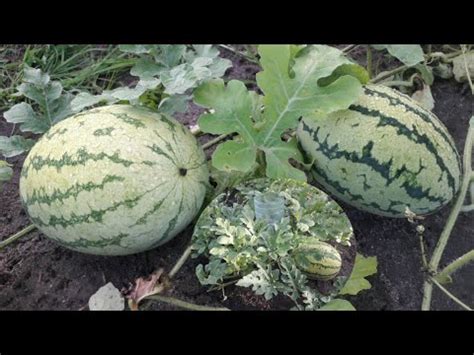 Jinsi Ya Kulima Matikiti Kwenye Chupa Watermelon YouTube