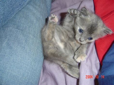 Gay Cats On Twitter Peanut Tumble Https T Co E Mt Xcq Twitter