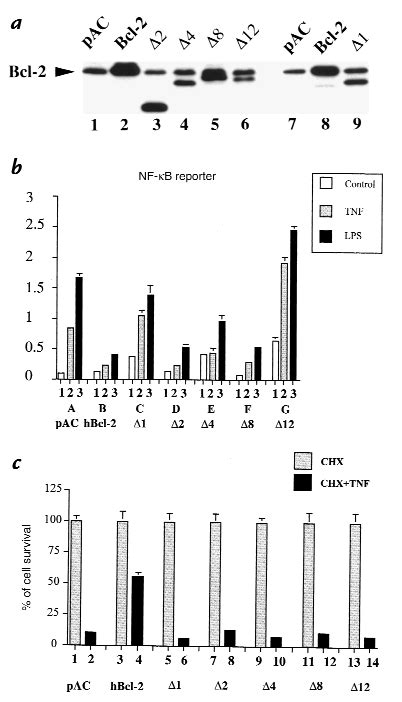 A Structure Function Relationships Of Bcl Deletion Mutants