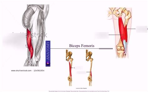 Biceps Femoris Diagram Quizlet