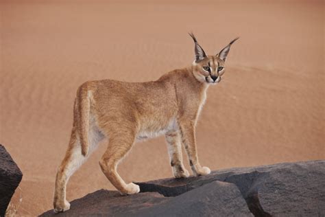 Après 35 Ans Dabsence Un Caracal Observé à Abu Dhabi Faune Sauvage