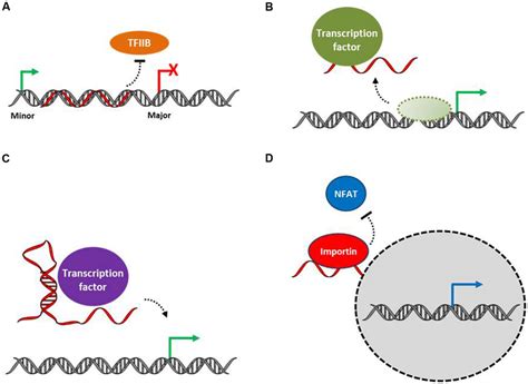 Functional Mechanisms Of Long Non Coding LncRNA Action At The