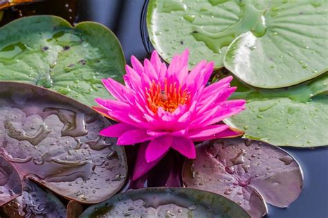 Premium Photo Close Up Of Lotus Water Lily In Pond