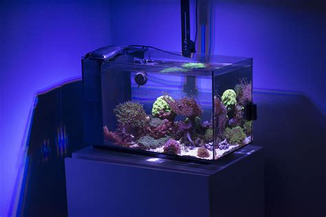 Fluval 5 Gallon To Fluval EVO 13 5 To Innovative Marine 20 Gallon