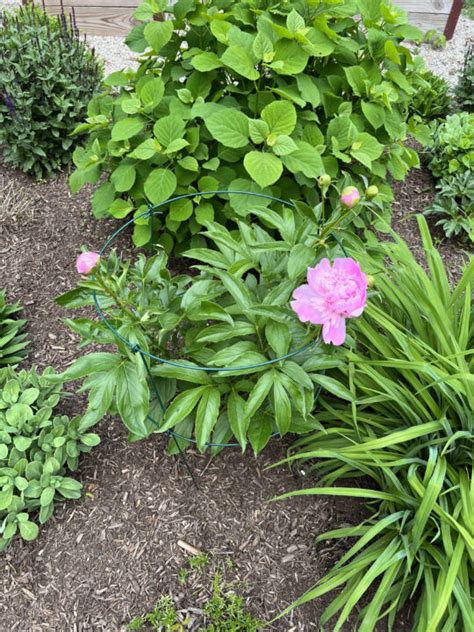 Peony Bush Care in the Garden | Beginners Guide - Building Bluebird