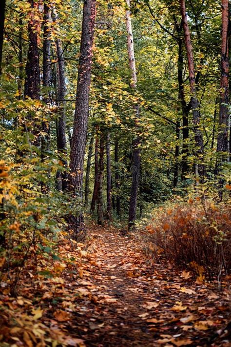 Scenery Autumn Forest. Fall Woodland Path, Autumn Mysterious Path ...