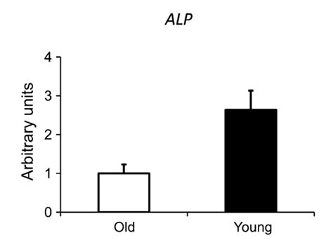 What Alkaline Phosphatase Is And Does