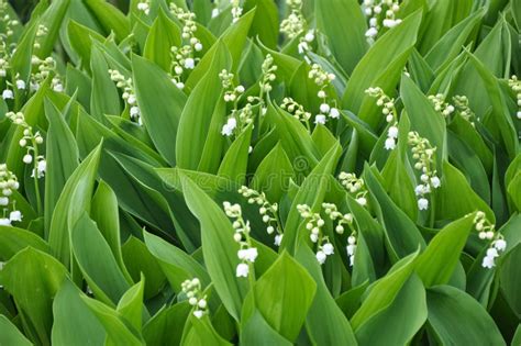 Common Lily Of The Valley Convallaria Majalis Grows In Nature Stock