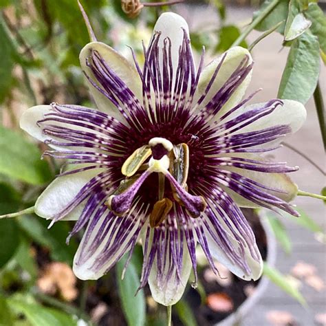 Passiflora Caerulea Clear Sky Passiflora Clear Sky Uploaded By