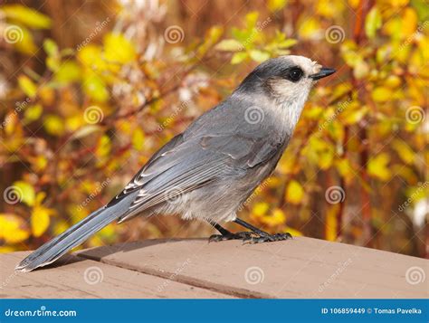 Gray jay bird stock image. Image of columbia, wild, canada - 106859449