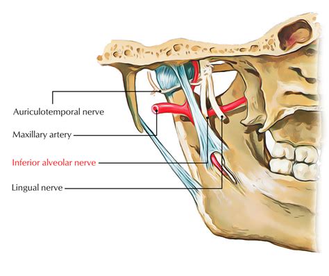 Nervio Alveolar Inferior