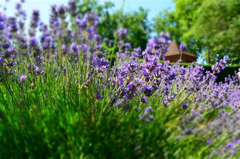 Lawenda W Skolistna Lavandula Angustifolia Wymagania Uprawa