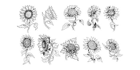 Girasol vector set colección diseño gráfico Vector Premium