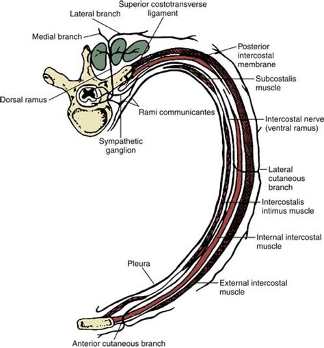 Intercostal Nerve Block | Anesthesia Key