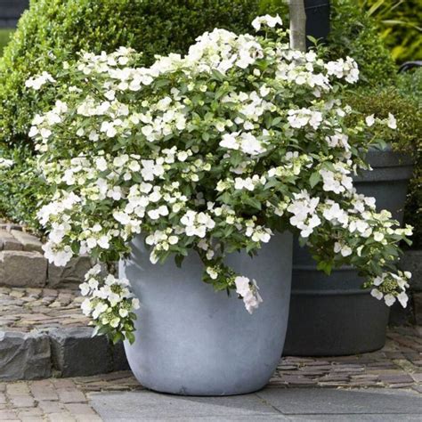 Hortensja Runaway Bride Snow White Hydrangea Hybrid Sadzonka C C