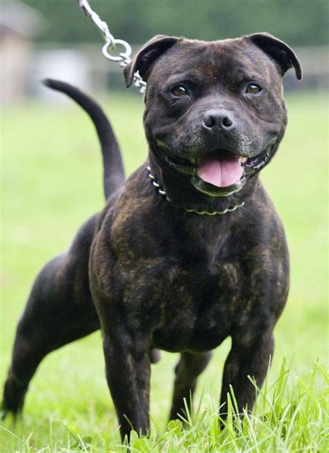 Staffordshire Bull Terrier - Not everyone has the space for a large ...