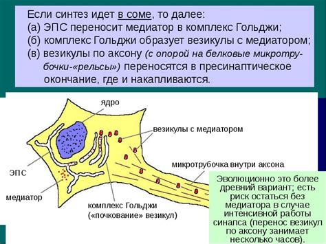 Химический синапс. Жизненный цикл медиатора: синтез, выброс в ...