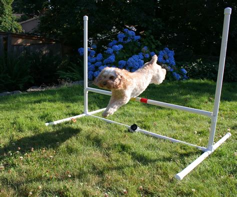 Площадка для собак своими руками (59 фото) - картинки sobakovod.club