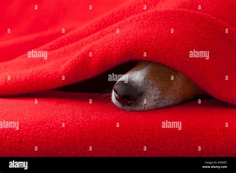 Funny dog covering nose hi-res stock photography and images - Alamy