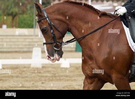 Arabian Dressage Horse Stock Photo Alamy