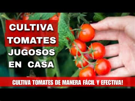 Como Cultivar Tomates En Casa Cultiva Jugosos Tomates De Manera