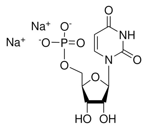 Uridine 5 Monophosphate Sigma Aldrich