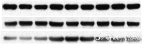 Western Blot结果常见问题分析 知乎