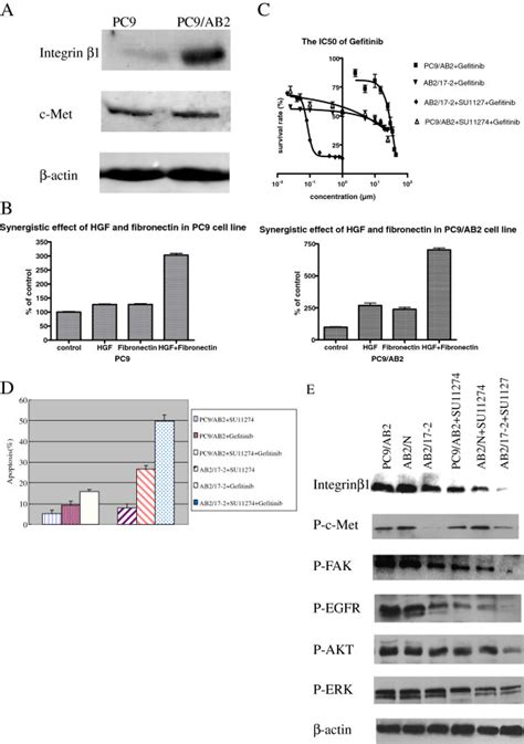 The Crosstalk Between Integrin Beta1 And C MET A Western Blot Analysis