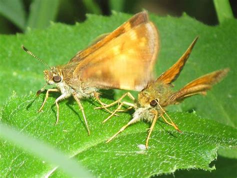 Lon Hobomok Poanes Hobomok Bugguidenet