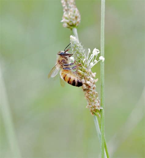 Background | Pollination Investigators