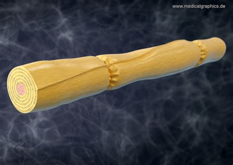 Myelinated Nerve Fiber Dark Medicalgraphics