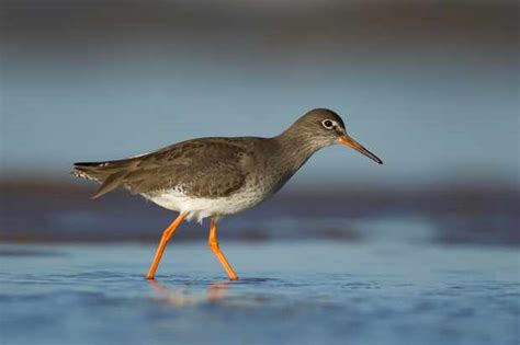 Guide To British Wading Birds How To Identify And Where To See