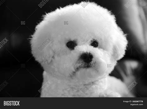 Bichon Frise Dog. Pure Image & Photo (Free Trial) | Bigstock