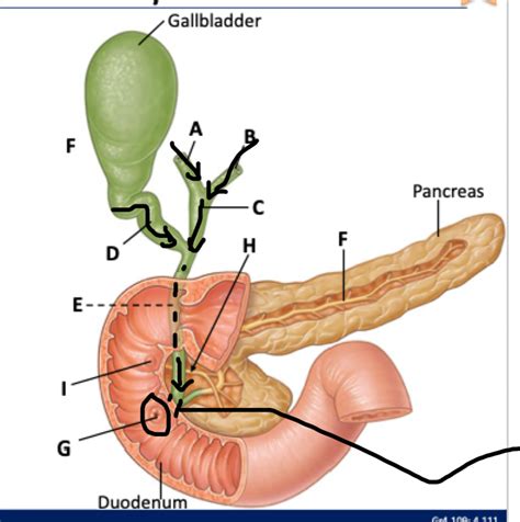 Diagram Of Bile Duct System Quizlet