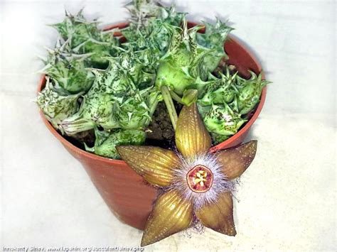 Суккулентные растения, Петр Лапшин, каталог для заказа - succulents by ...